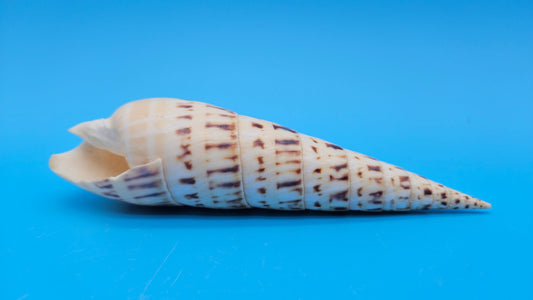 Marlin Spike Display Shell (Terebra maculata) 6.7" – Premium Coastal Decor Specimen