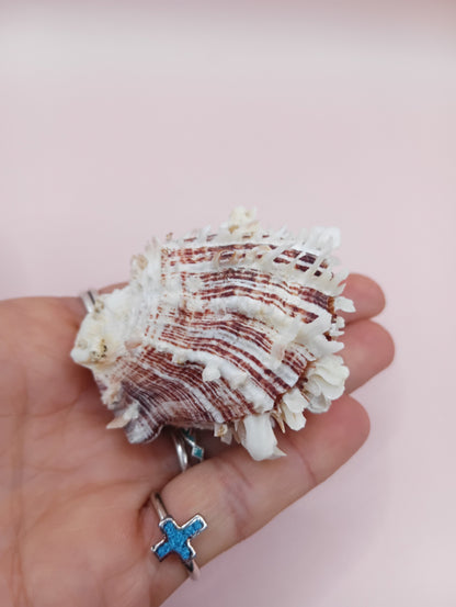 Natural Spondylus Shell – 2.1" x 1.7" – Spiny Display Shell