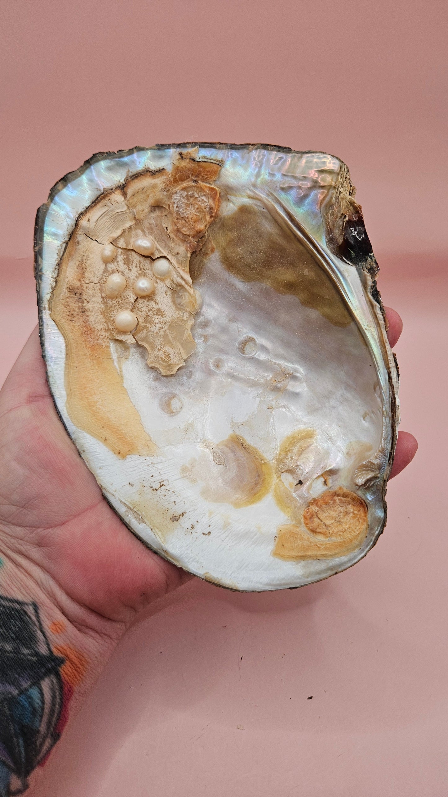 Fresh Water Clam Shell with Pearls and Loose Pearls – Display Shell 6.5"