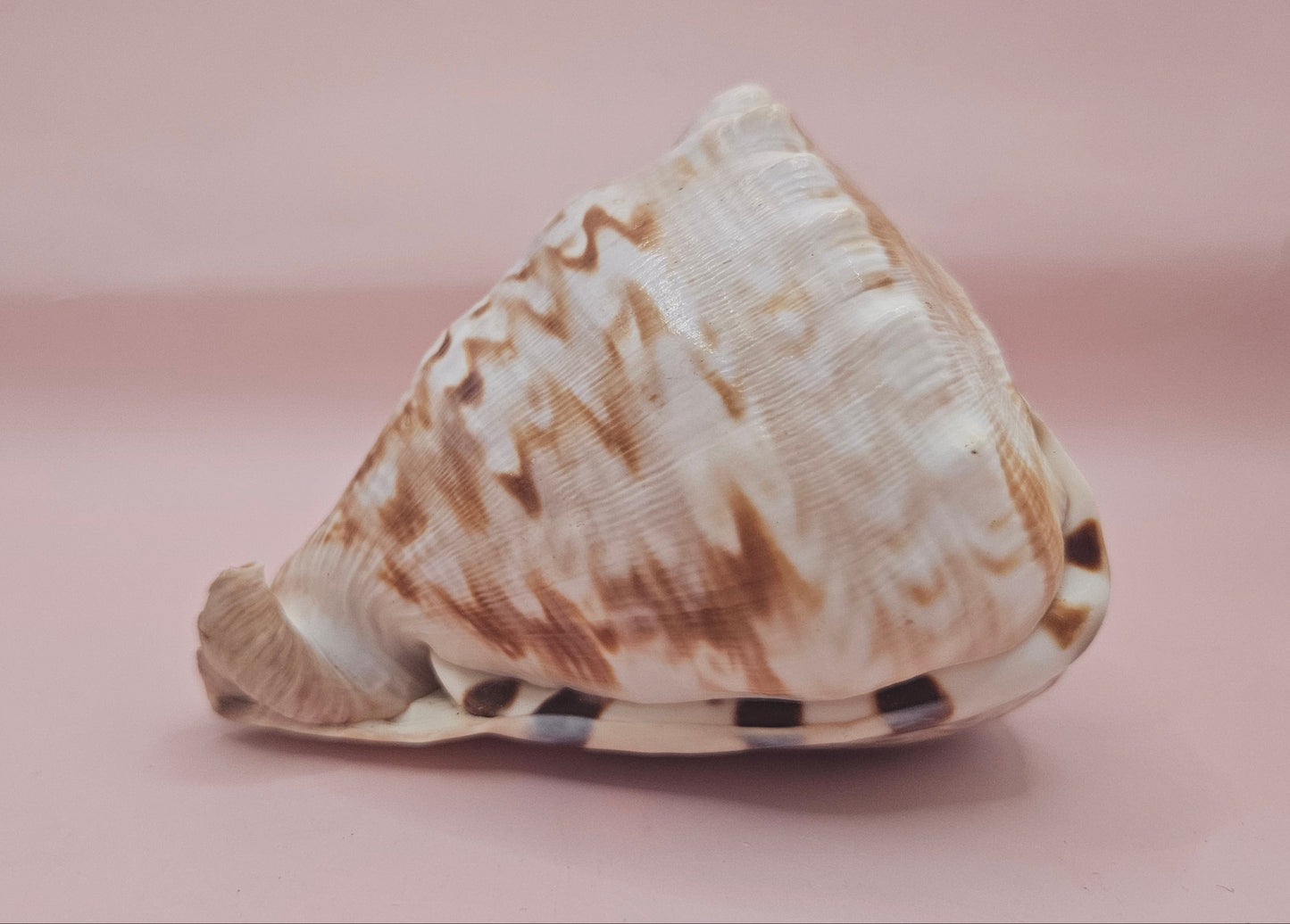 King Helmet Cassis flammea 4.5"