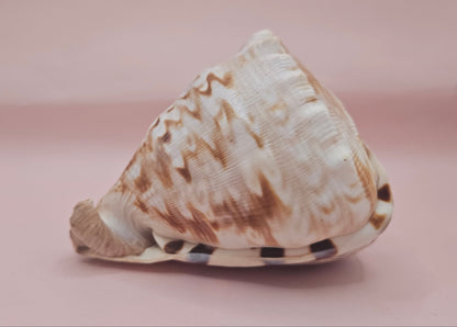 King Helmet Cassis flammea 4.5"