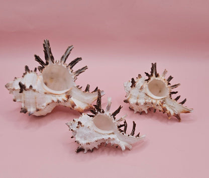Trio of Murex Endive Shells | Coastal Display Decor | Spiked Sea Shells for Nautical Styling