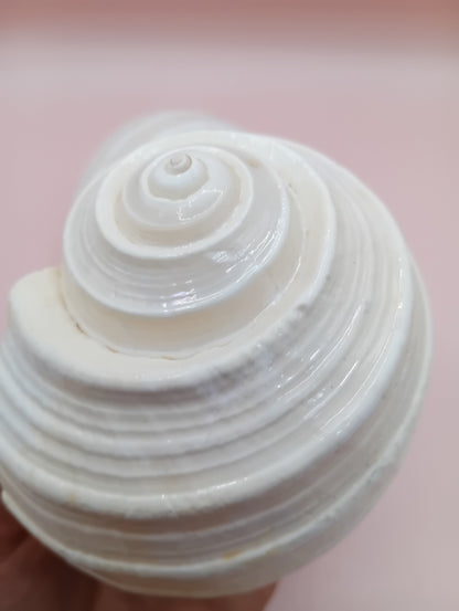 4–5 inch White Tun Shell – Tonna tessellata Natural Sea Shell for Coastal Decor or Crafting