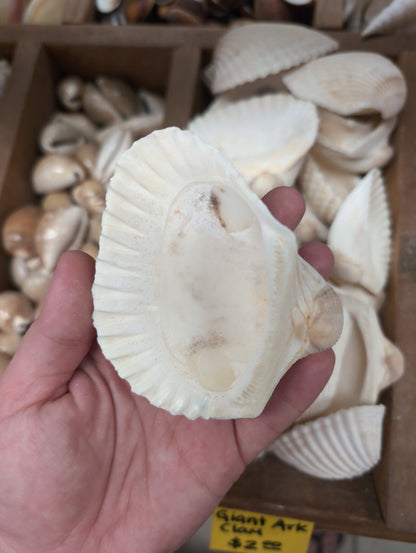 Ark Clam Shell Half (Telligarca Granosa)