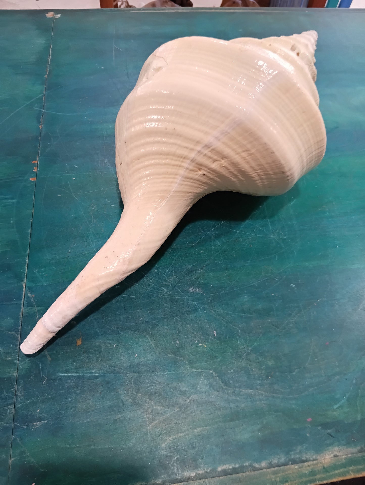 Large Syrinx Aruanus Australian Trumpet Shell 20" Display Sea Shell