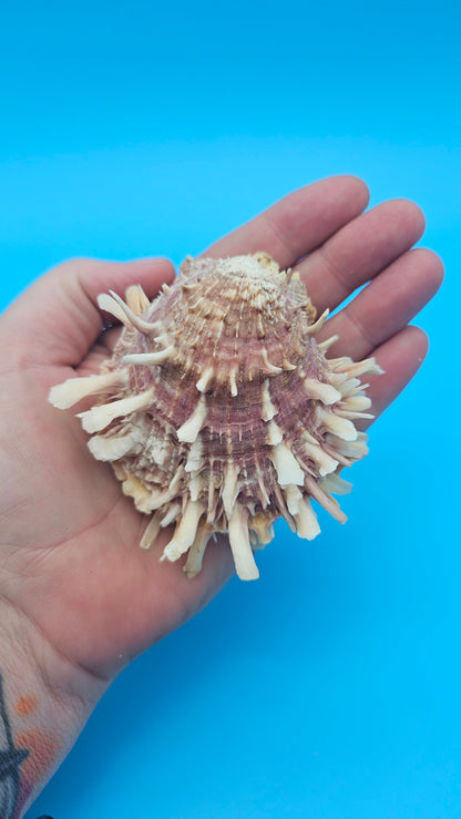 Spiny Spondylus Shell Pair 3.2" – Pink Textured Coastal Display Shell