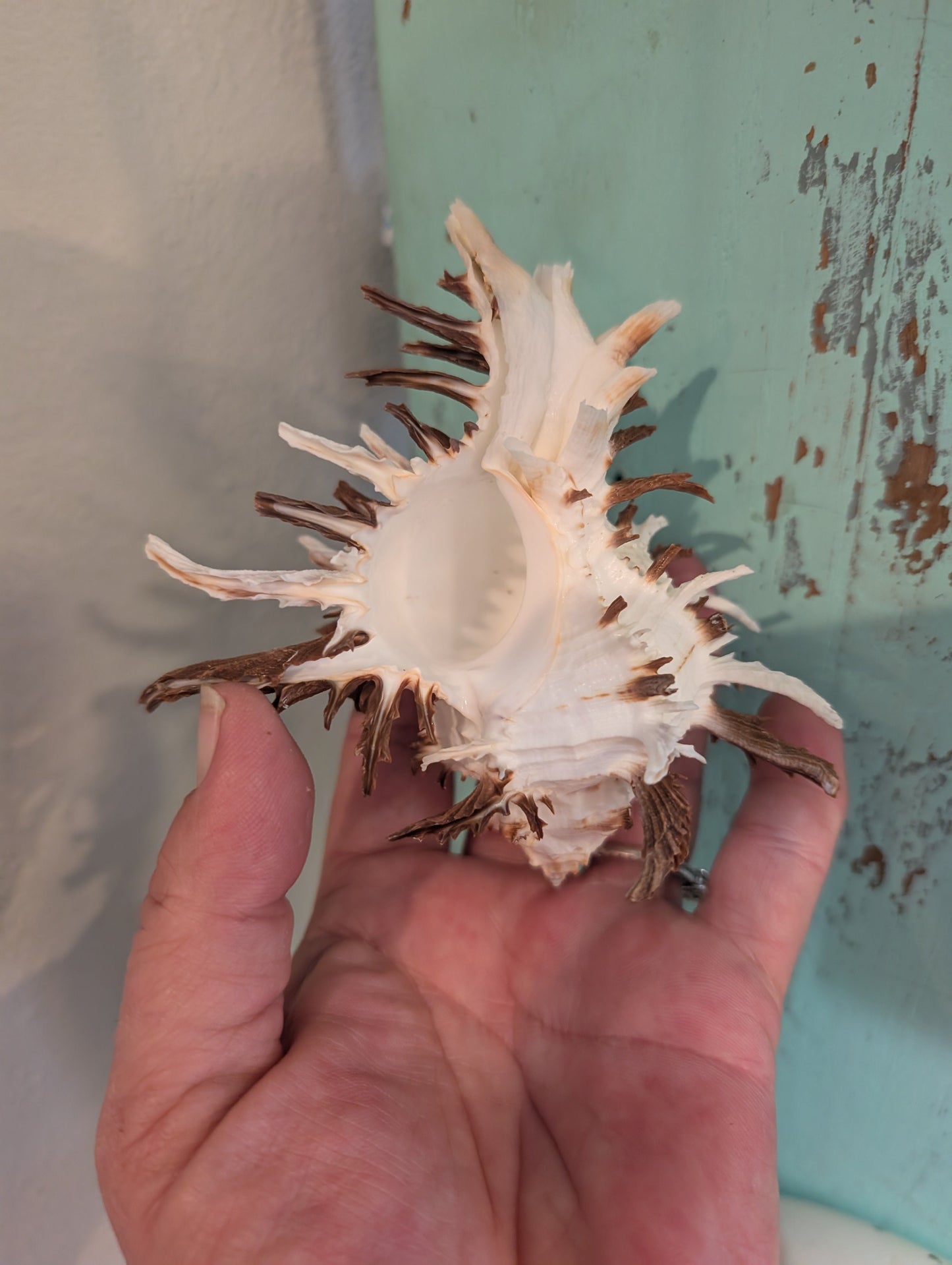 Black Murex Endive Long Spines - Murex endivia