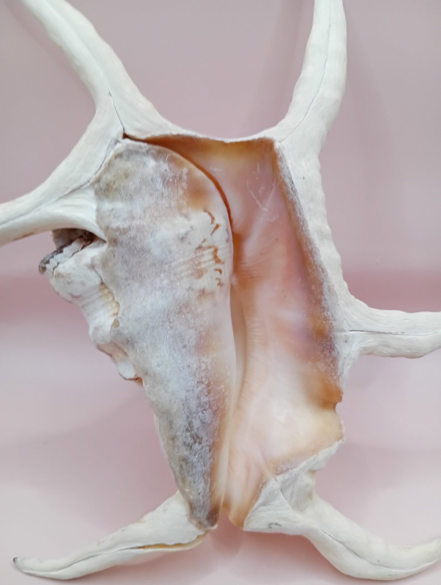 Lambis Chiragra Harpago Spider Conch Shell 9" | Coastal Display Specimen