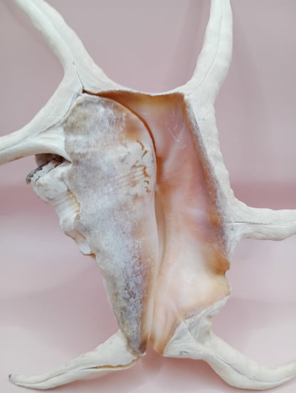 Lambis Chiragra Harpago Spider Conch Shell 9" | Coastal Display Specimen