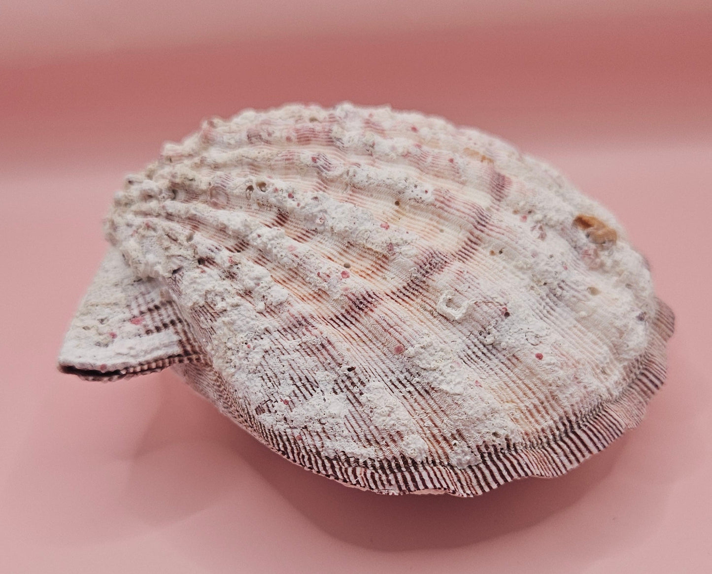 Large Lions Paw Shell Pair 5.75" Coastal Decor Display Shell