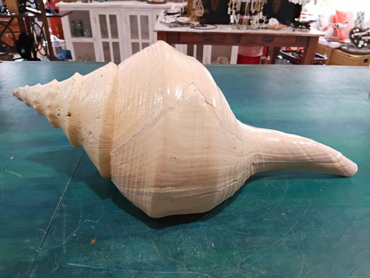 Large Syrinx Aruanus Australian Trumpet Shell 20" Display Sea Shell