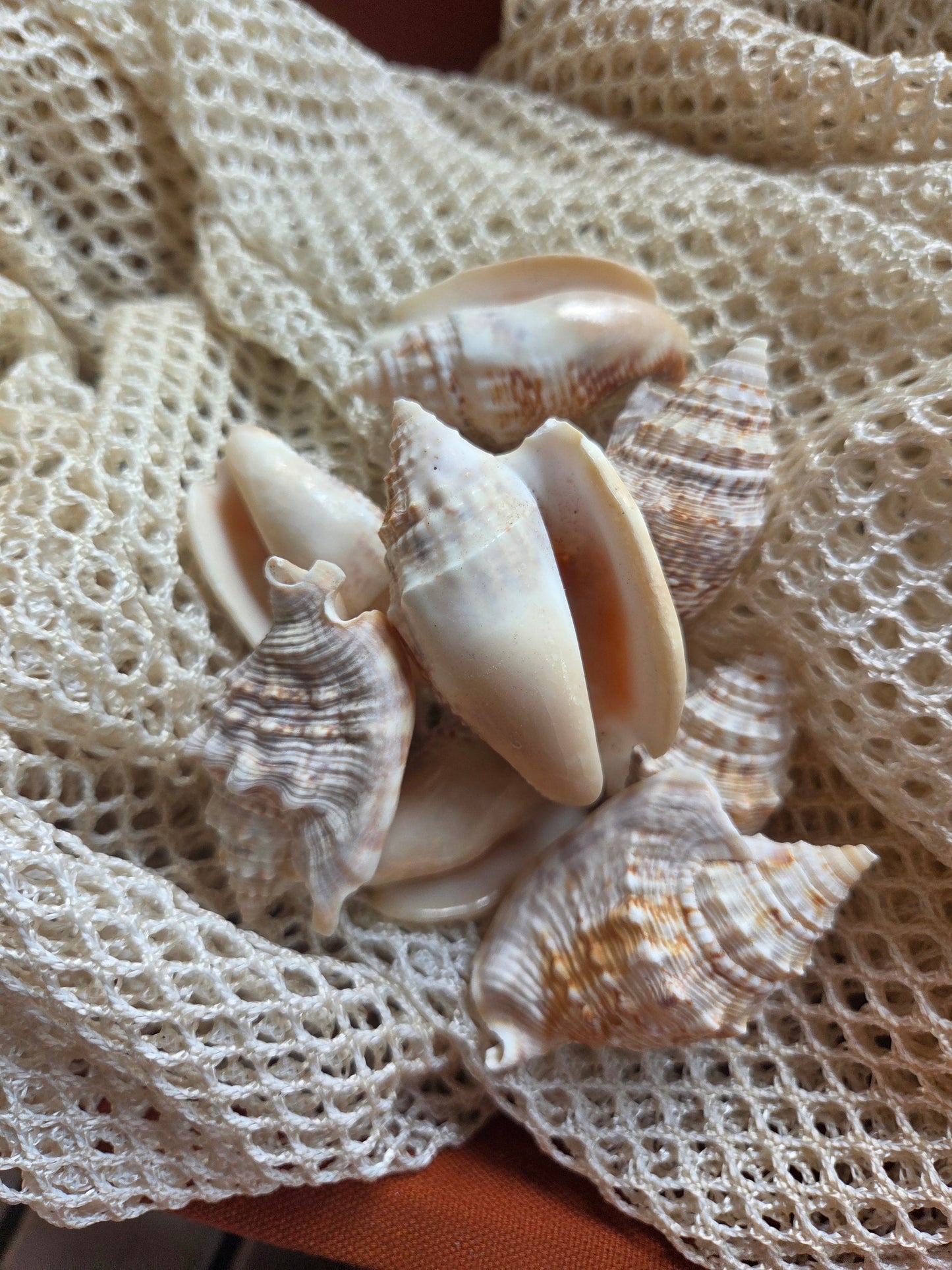 Lobatus raninus Hawk Wing Conch