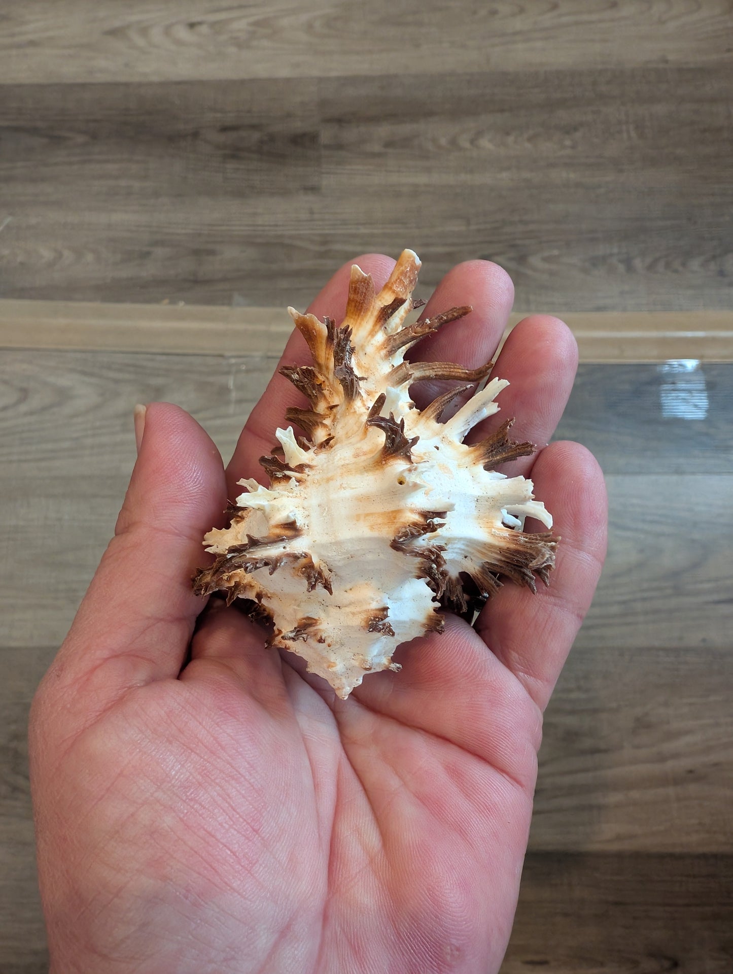 Black Murex Endive Long Spines - Murex endivia