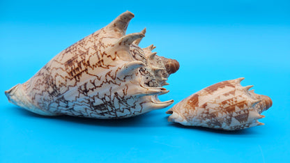 Imperial Volute Shell Duo Set – Cymbiola imperialis- Large & Small Matching Pair with Brown Zigzag Patterns