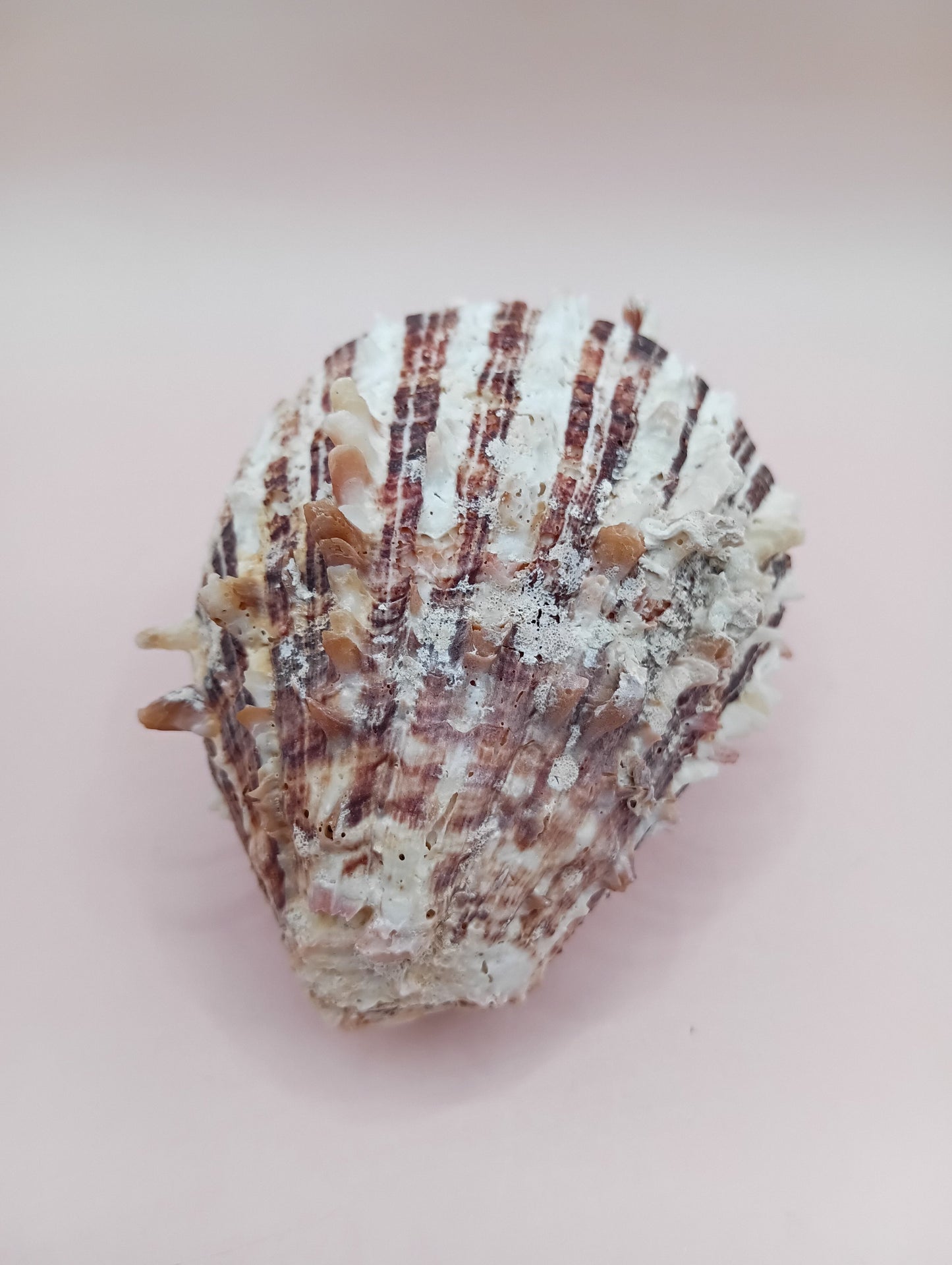 Natural Hinged Spondylus Shell – 3.0" x 2.3" – Spiny Display Shell