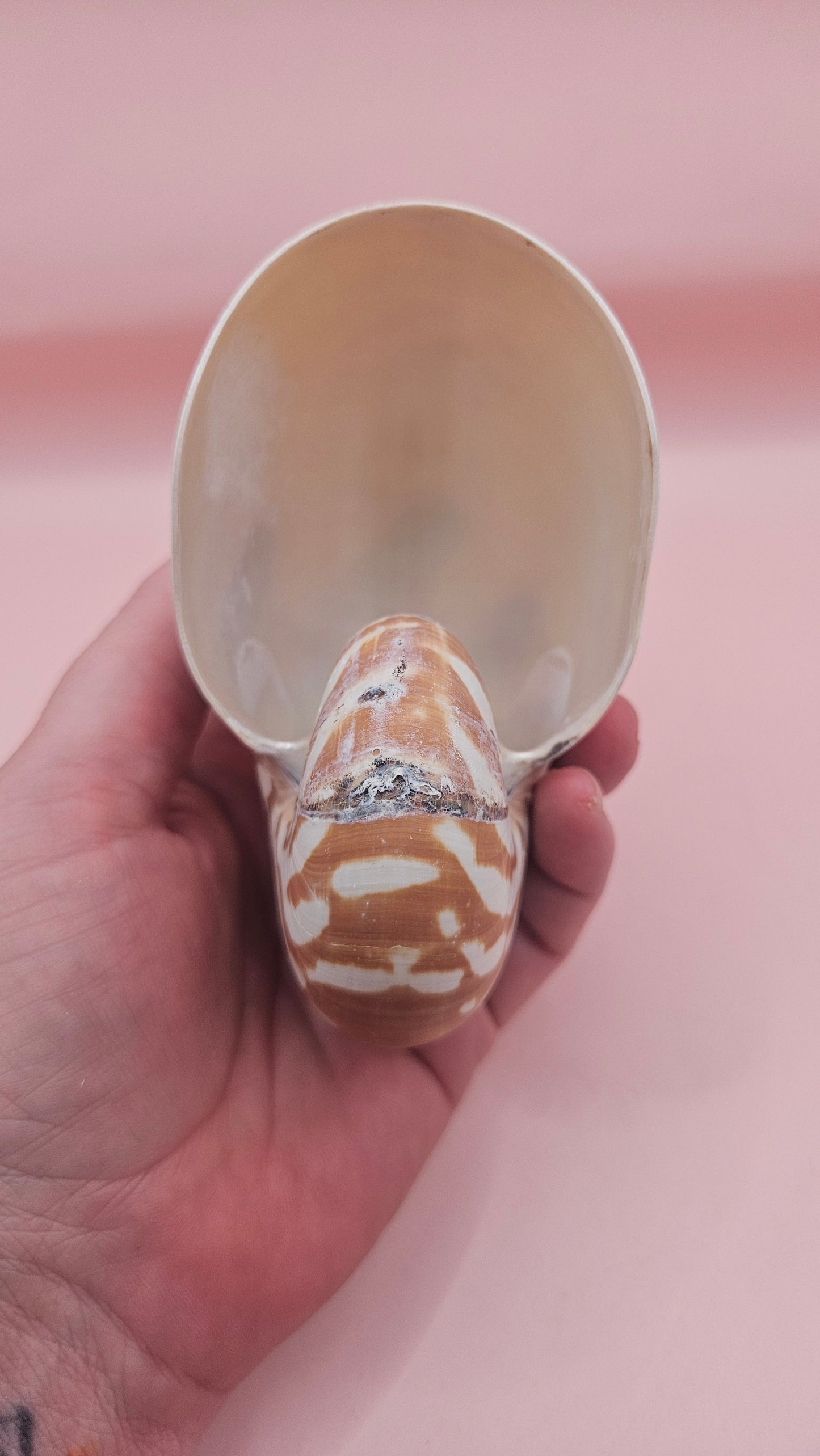 Tiger Nautilus Shell – Striking Natural Ocean Decor 4"