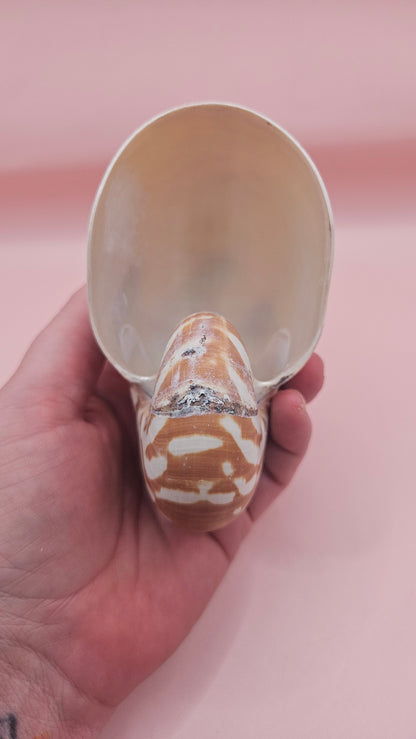 Tiger Nautilus Shell – Striking Natural Ocean Decor 4"