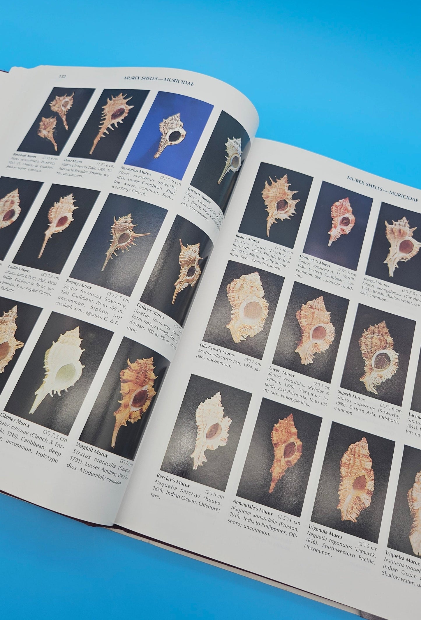 Compendium of Seashells – First Edition (1982, Hardcover) by R. Tucker Abbott & S. Peter Dance