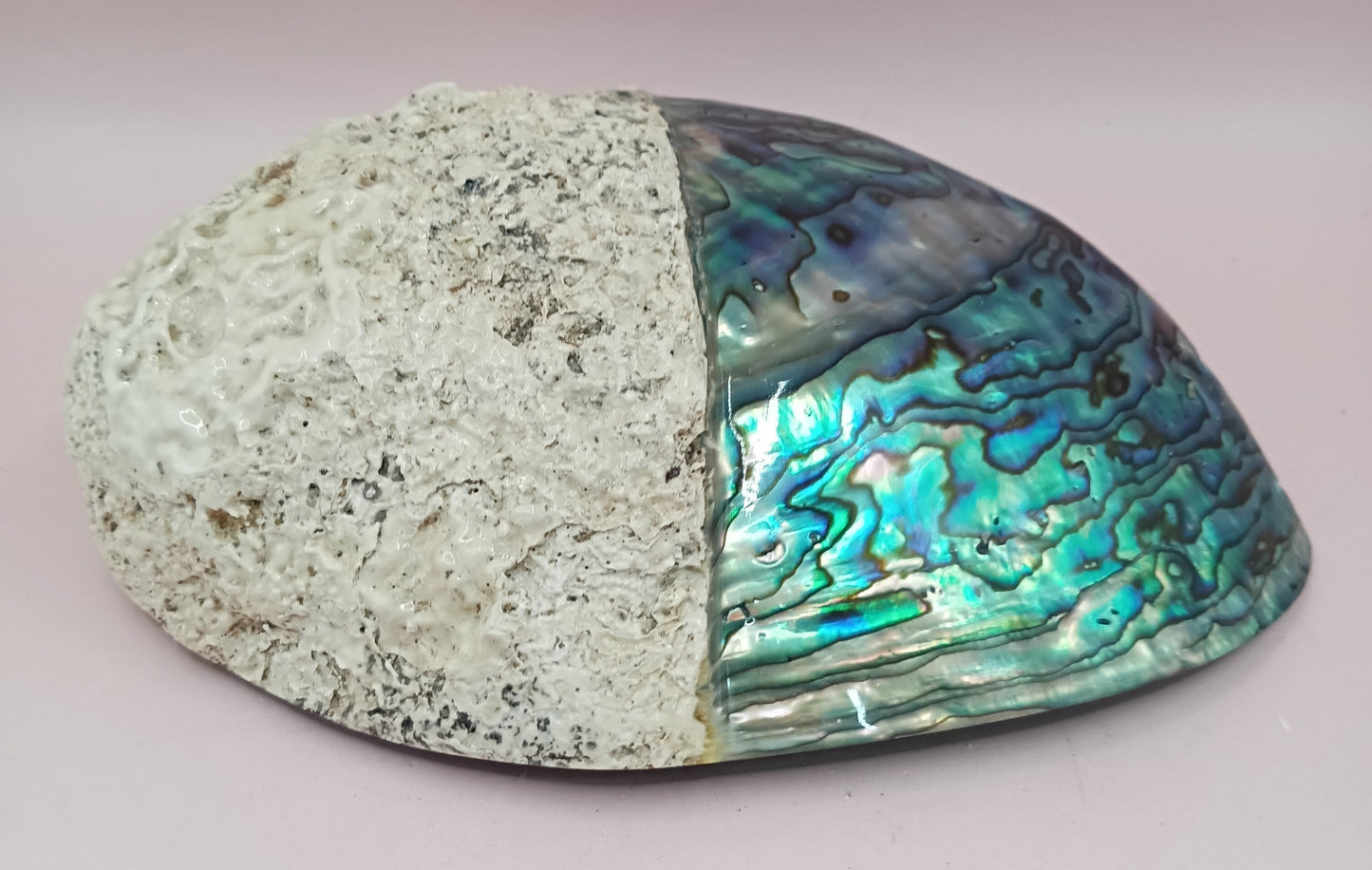 Natural New Zealand Paua Shell – Haliotis iris from Fiordland