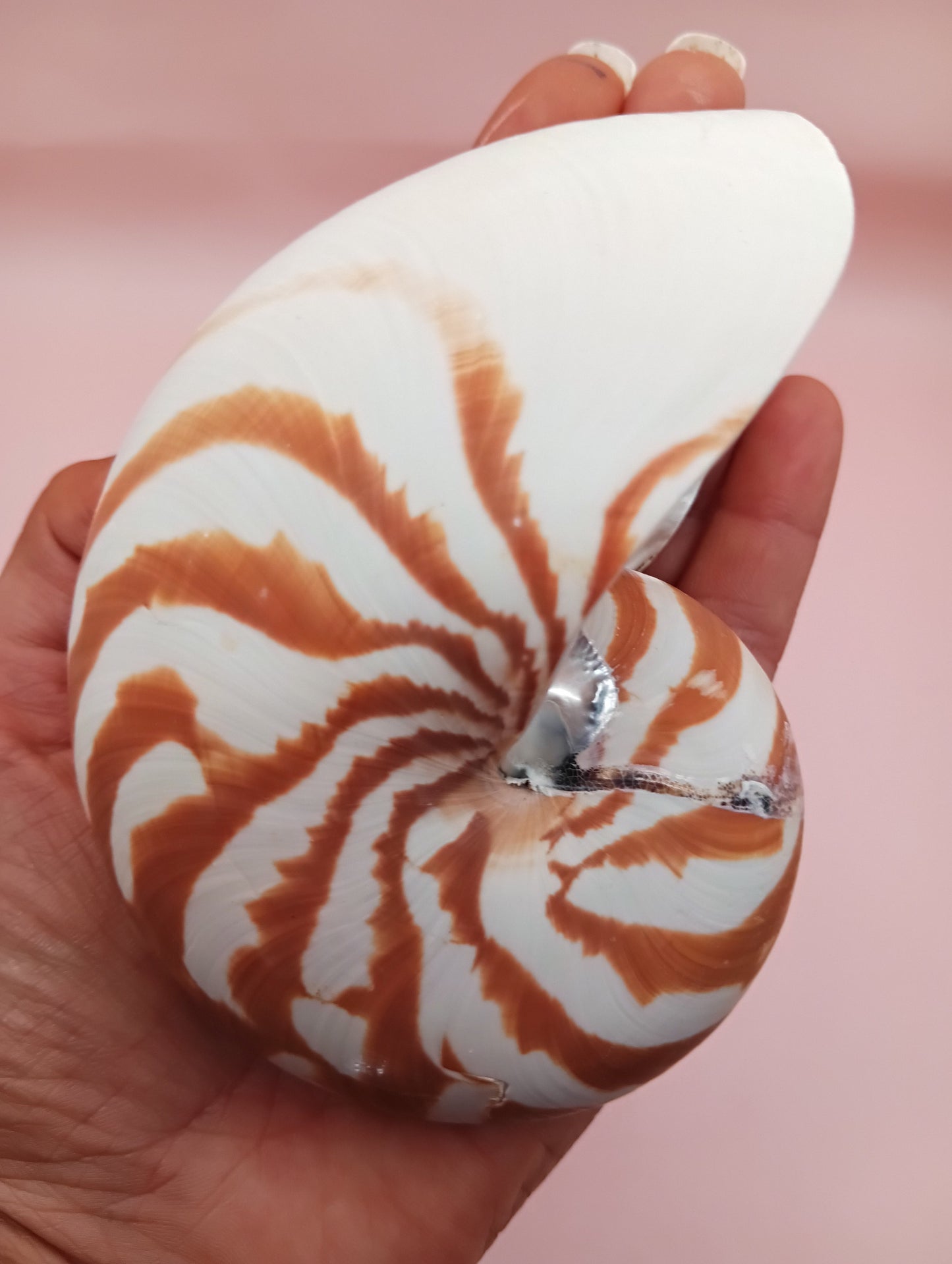Tiger Nautilus Shell – Striking Natural Ocean Decor 4"