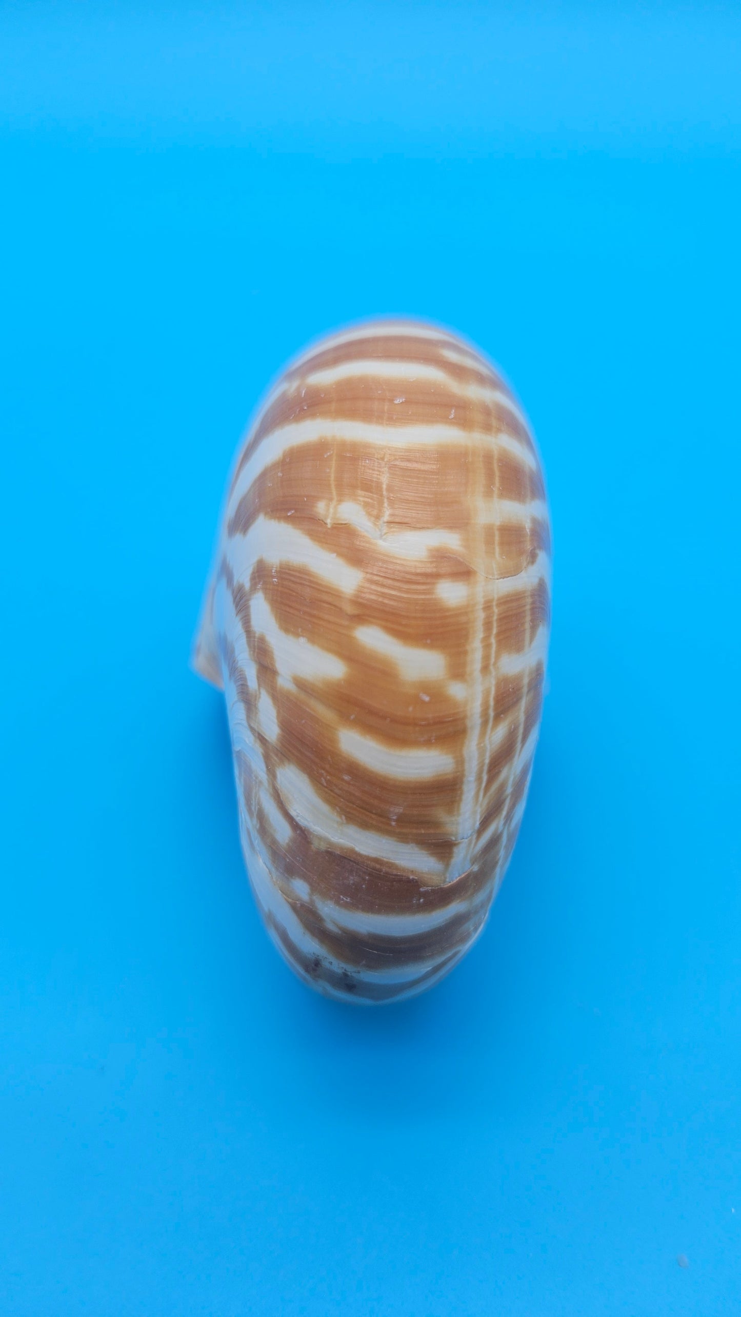 Chambered Tiger Nautilus Shell – Striking Natural Ocean Decor 4" Nautilus pompilius