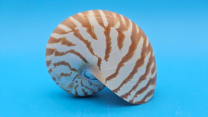 Chambered Tiger Nautilus Shell – Striking Natural Ocean Decor 3.7" Nautilus pompilius