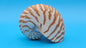 Chambered Tiger Nautilus Shell – Striking Natural Ocean Decor 3.7" Nautilus pompilius