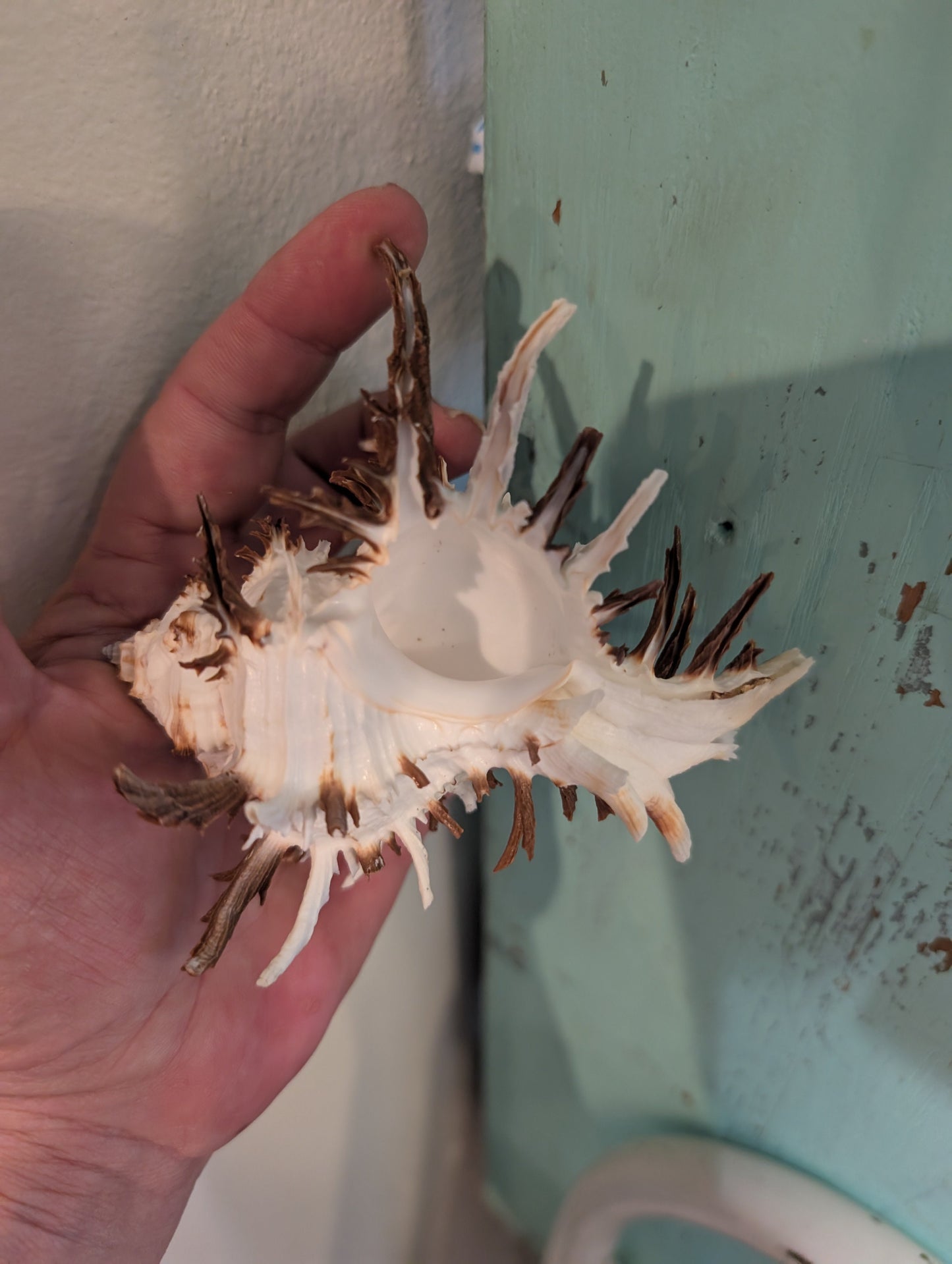 Black Murex Endive Long Spines - Murex endivia