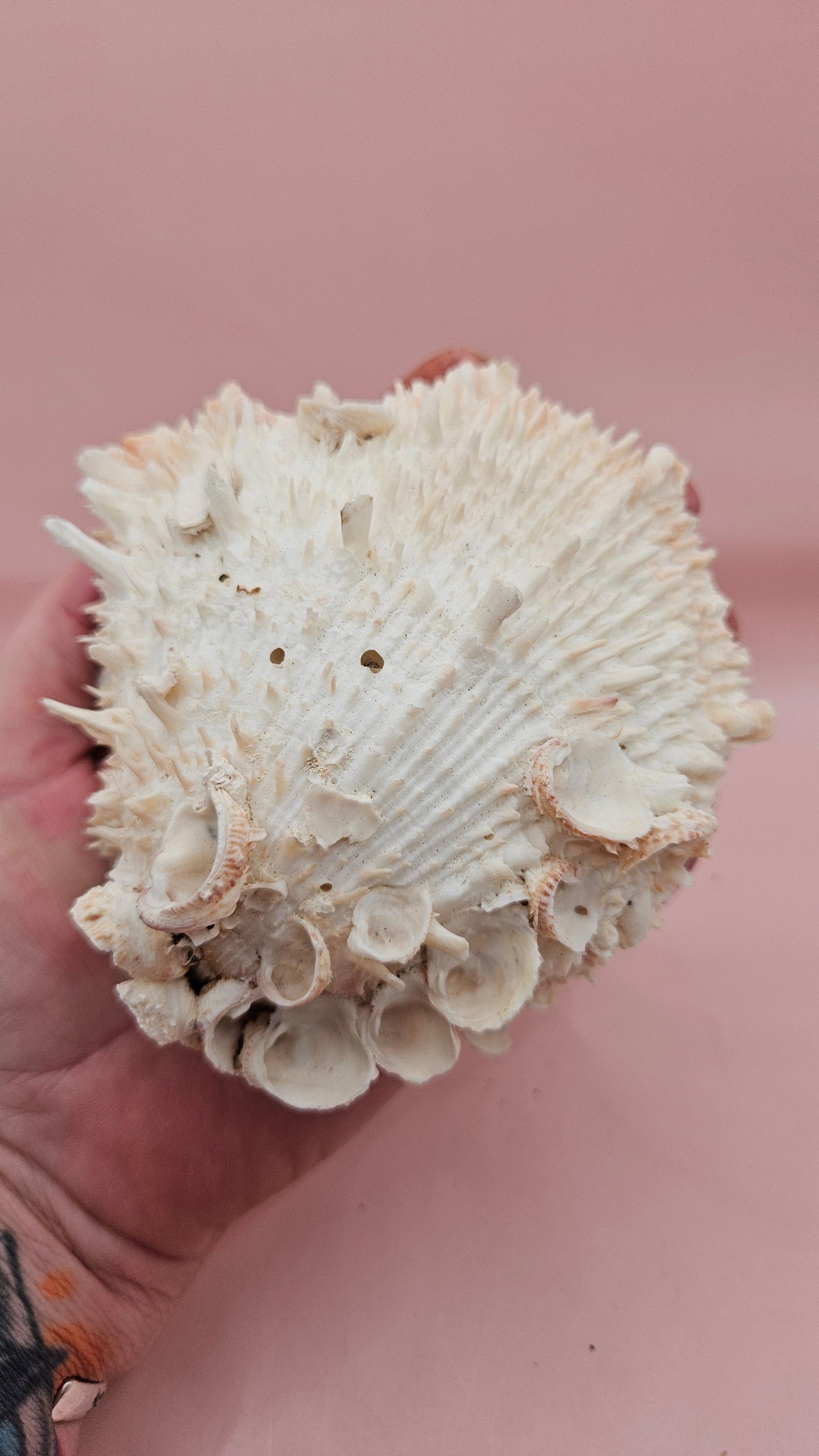 Hinged Cream Spondylus Shell – 4.7" Spiny Thorny Oyster Textured Coastal Display with Barnacles