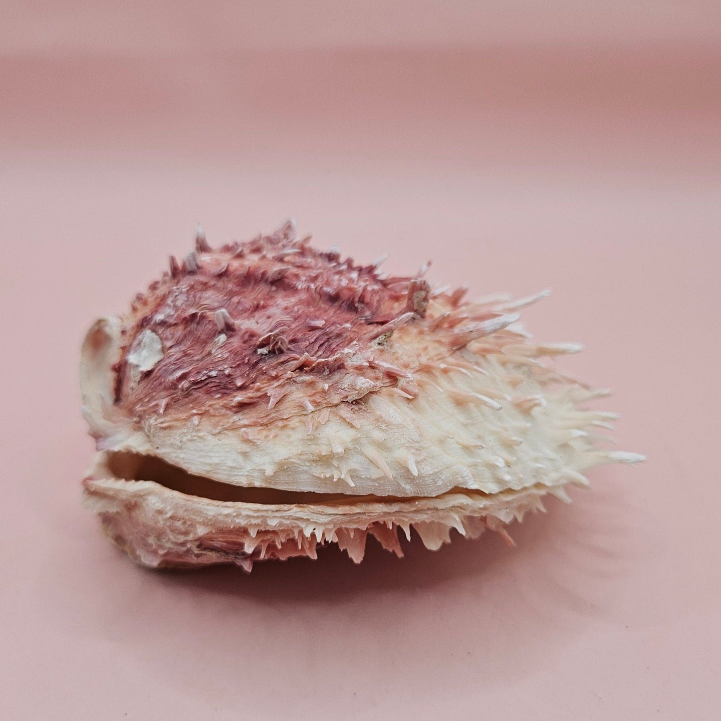 Spondylus Shell – 4" Pink & White Coastal Display Spiny Thorny Oyster Bivalve