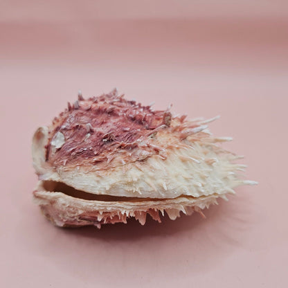 Spondylus Shell – 4" Pink & White Coastal Display Spiny Thorny Oyster Bivalve