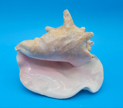 Queen Conch Shell - 6.5" Non Pierced Natural Coastal Home Décor Accent (Strombus Gigas)