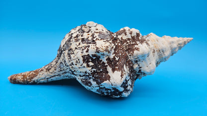 Horse Conch Shell 11.75" Triplofusus giganteus Dark Textured Coastal Display