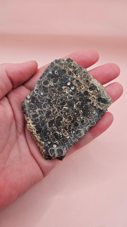 Turritella Agate Slab – Fossilized Snail Shells in Polished Chalcedony – 60g from Wyoming