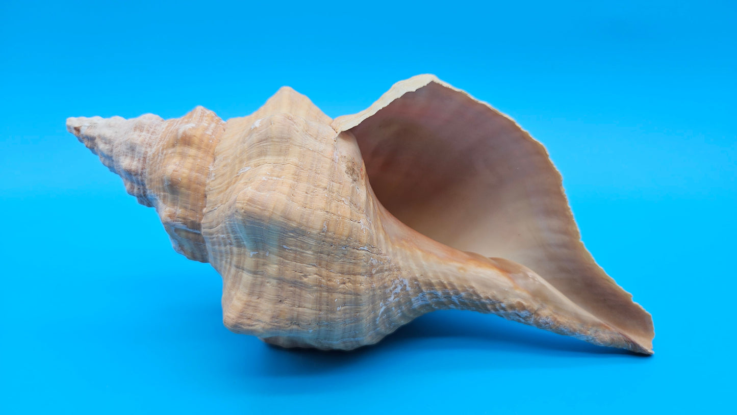 Rare Apricot Horse Conch Display Shell – Premium Coastal Home Decor Specimen 11" (Triplofusus giganteus)