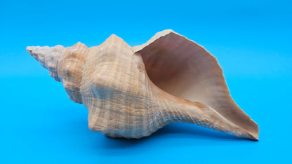 Rare Apricot Horse Conch Display Shell – Premium Coastal Home Decor Specimen 11" (Triplofusus giganteus)