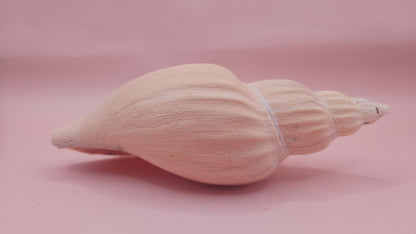 Fulgoraria Nagouchii Hashingi Display Shell – Natural Peach Toned Spiral 6.2"