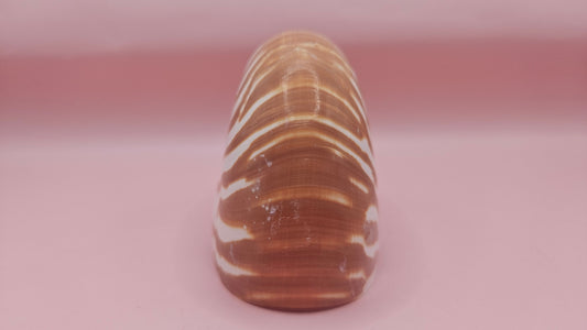 Tiger Nautilus Shell – Striking Natural Ocean Decor 3.5"