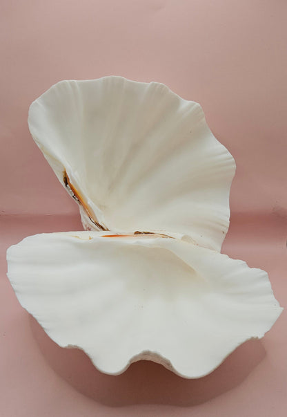 Bear Paw Clam Shell - 10" Unique Coastal Decor Accent