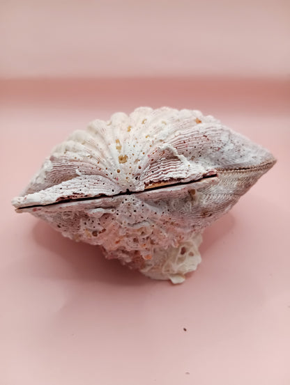 Natural Lion's Paw Seashell Pair – 5.9" x 5.3" – Barnacle-Encrusted Coastal Display