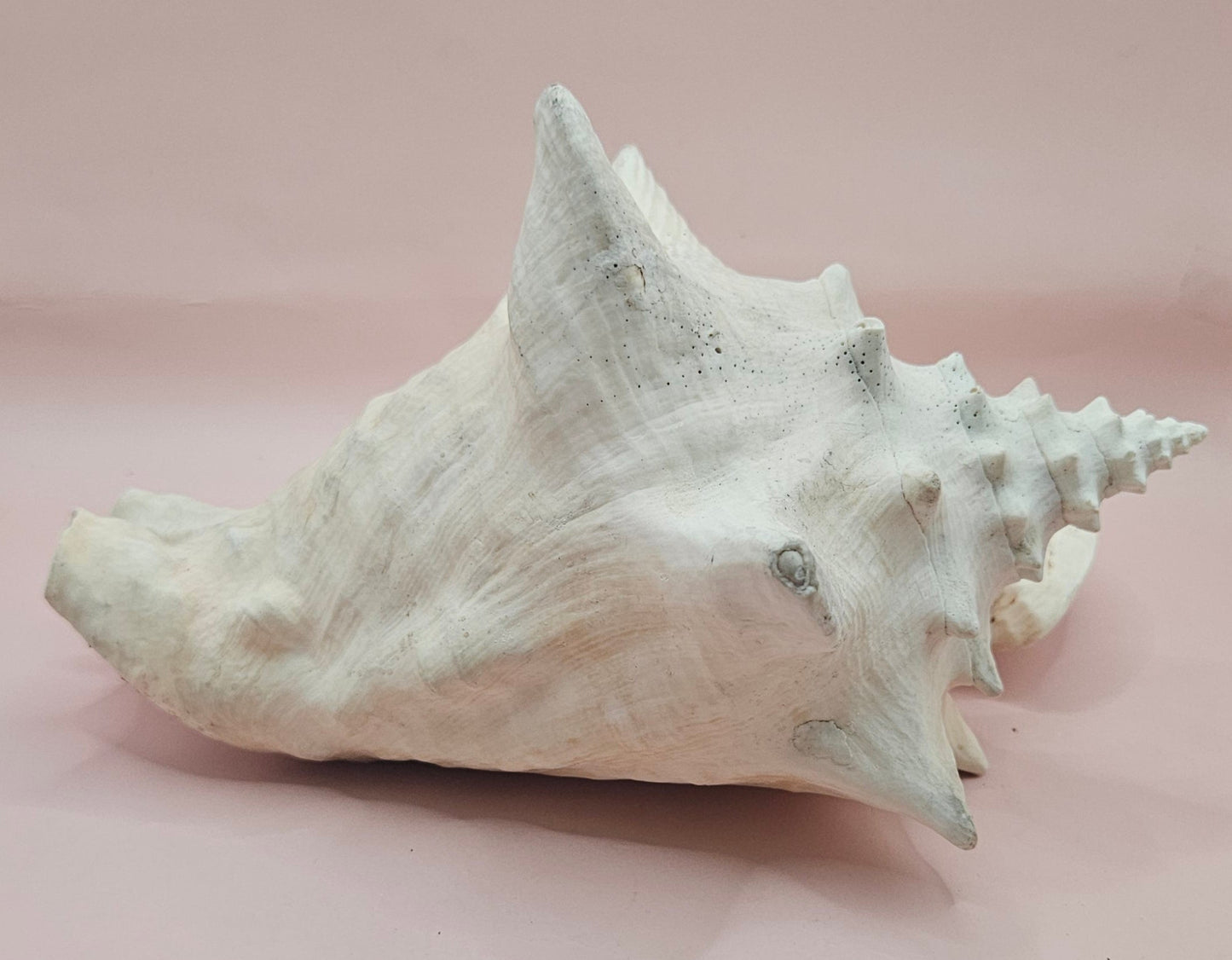 Queen Conch Shell - 9" Non Pierced Natural Coastal Home Décor Accent (Strombus Gigas)