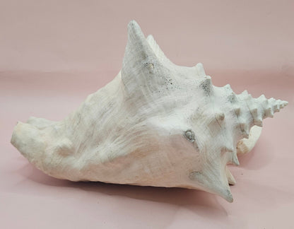 Queen Conch Shell - 9" Non Pierced Natural Coastal Home Décor Accent (Strombus Gigas)