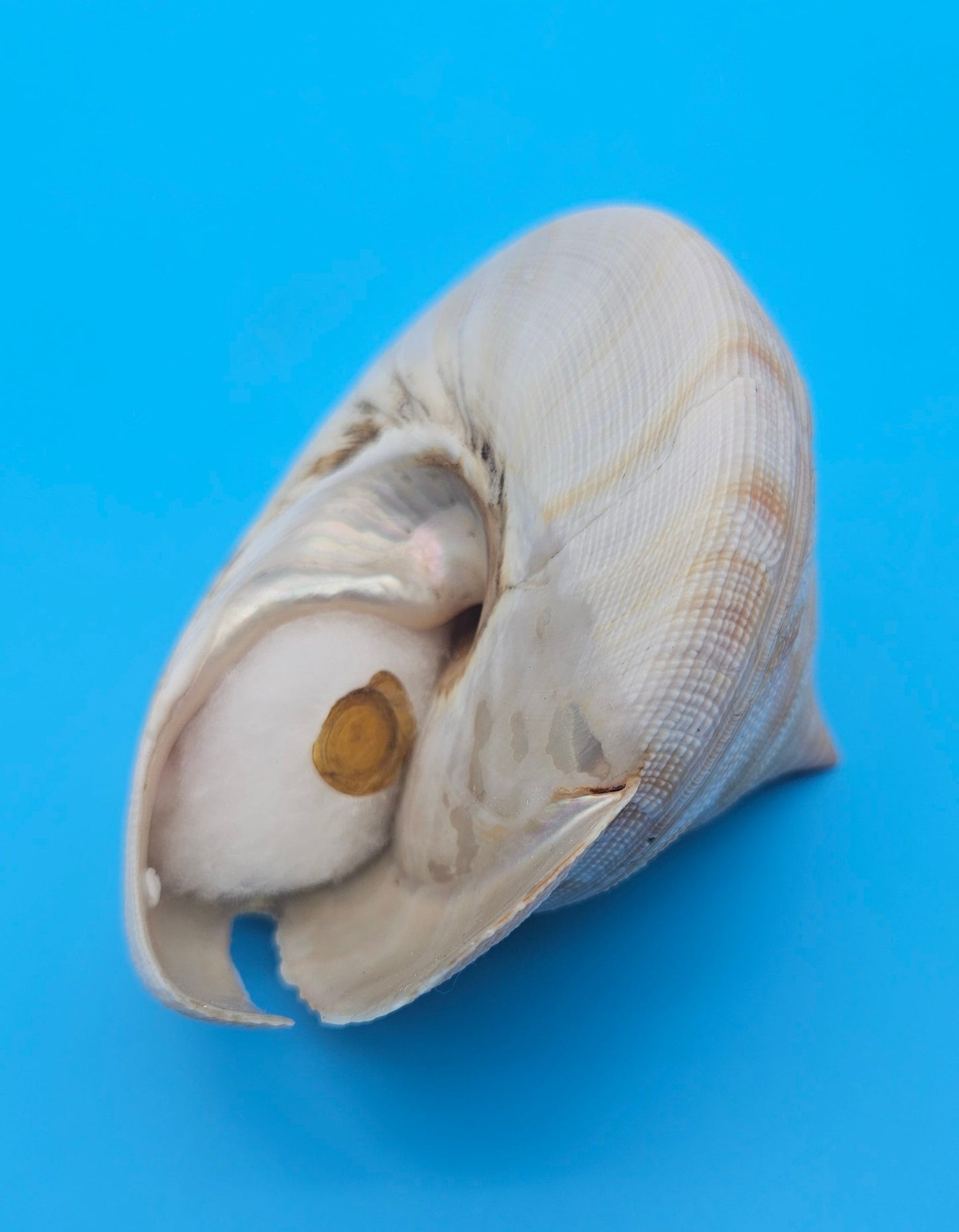Rare Pleurotomaria hirasei Deep Sea Display Shell with Operculum – 3.8" Nautical Home Decor
