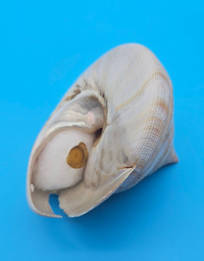Rare Pleurotomaria hirasei Deep Sea Display Shell with Operculum – 3.8" Nautical Home Decor