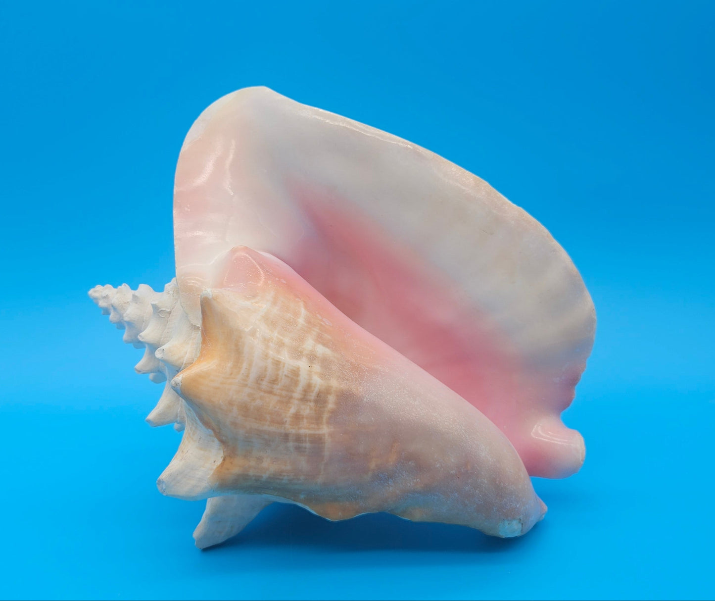 Large Non-Pierced Queen Conch Display Shell - Premium Coastal Home Decor Specimen (Strombus Gigas)