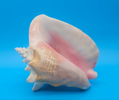 Large Non-Pierced Queen Conch Display Shell - Premium Coastal Home Decor Specimen (Strombus Gigas)