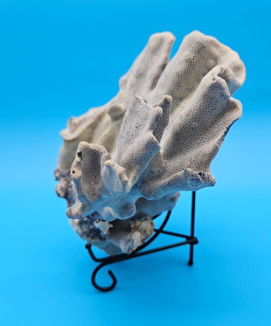 Blue Ridge Coral Specimen 8.5x9.25x4 – Natural Ocean Ruffle Coral Decor