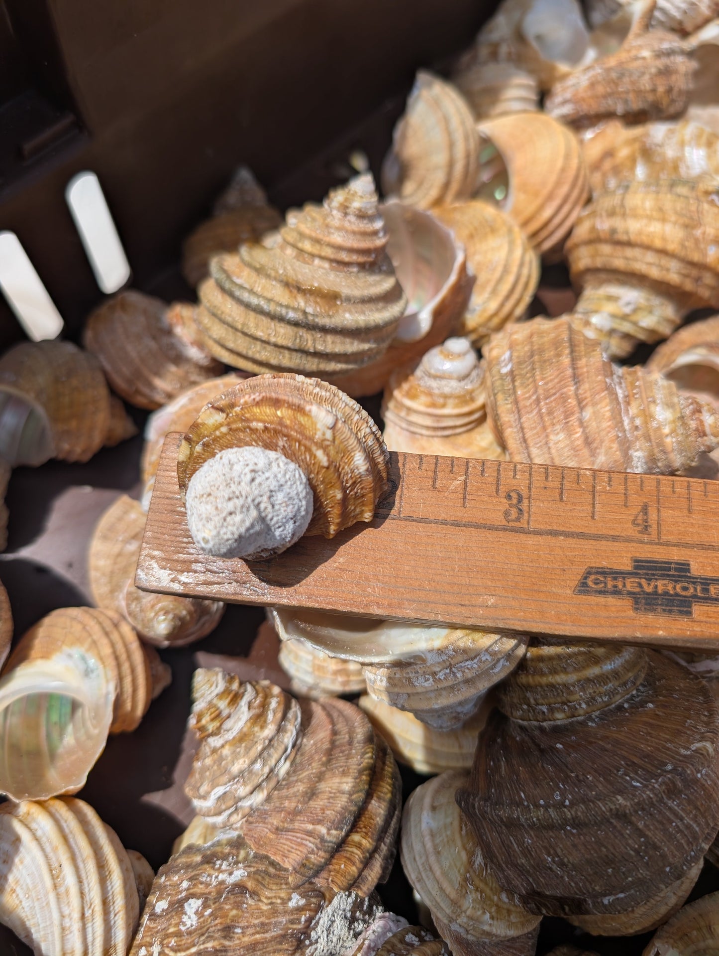 Natural Ribbed Turbo Shell