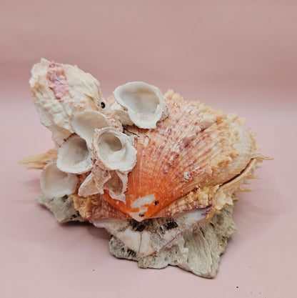 Spiked Spondylus Shell with Barnacles – Coastal Decor Display Shell 5.4"