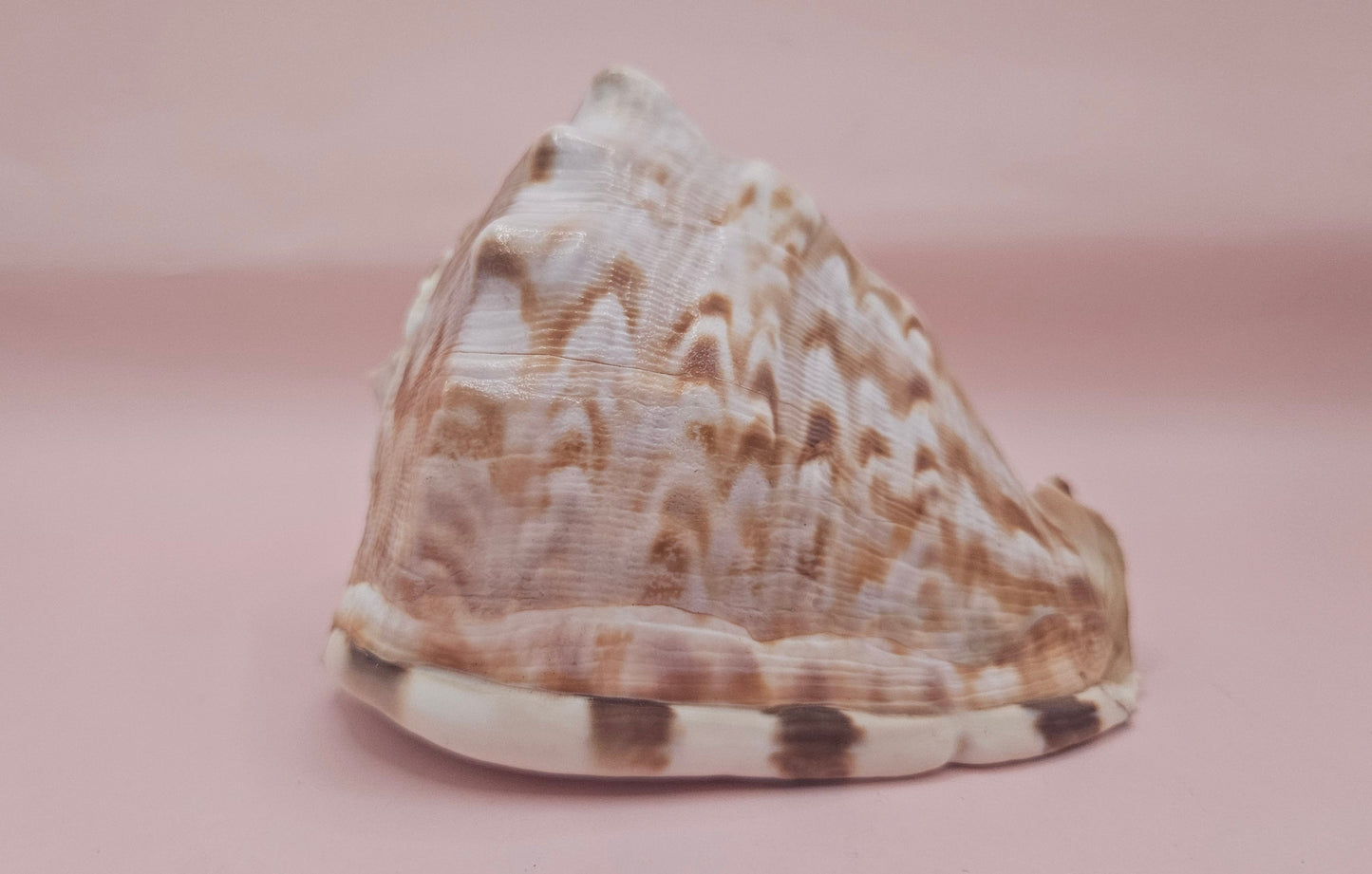 King Helmet Cassis flammea 4.5"